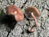 Gymnopus dichrous image