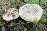 Russula parvovirescens image