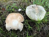 Russula parvovirescens image