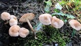 Marasmius oreades image