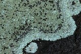 Physcia subtilis image
