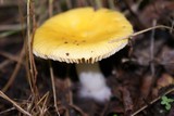 Russula lutea image