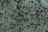 Physcia subtilis image