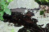 Physcia subtilis image