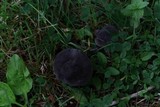 Tylopilus alboater image