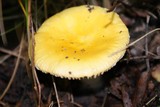 Russula lutea image