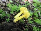 Hygrocybe glutinipes image