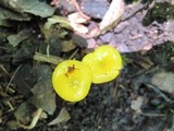 Hygrocybe glutinipes image