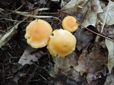 Cuphophyllus pratensis image