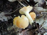 Cuphophyllus pratensis image
