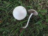 Agrocybe molesta image