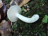 Hygrophorus laurae image