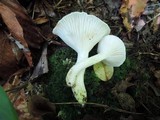 Hygrophorus laurae image