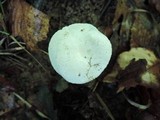 Hygrophorus laurae image