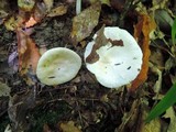 Hygrophorus laurae image