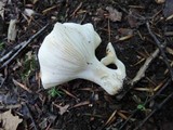 Hygrophorus laurae image