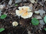 Hygrophorus laurae image