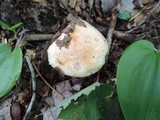 Hygrophorus laurae image