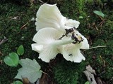 Hygrophorus laurae image