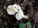 Hygrophorus laurae image