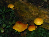 Gymnopilus luteus image