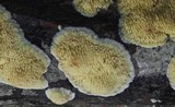Radulodon copelandii image