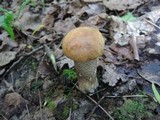 Leccinum insigne image