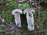 Leccinum insigne image