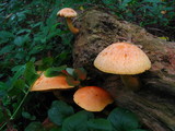 Gymnopilus luteus image