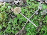Entoloma conicum image