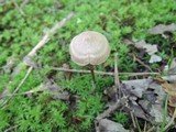 Entoloma conicum image