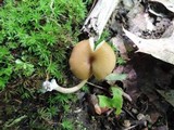 Entoloma formosum image