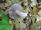 Cortinarius obliquus image