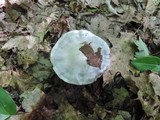 Cortinarius obliquus image