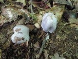 Cortinarius obliquus image