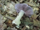 Cortinarius obliquus image