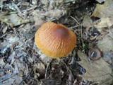 Cortinarius corrugatus image