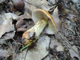 Cortinarius corrugatus image