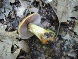 Cortinarius corrugatus image