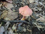 Chalciporus rubinellus image