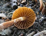 Cortinarius distans image
