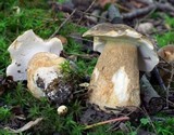 Boletus variipes image