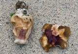 Boletus variipes image