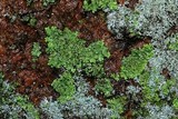 Phaeophyscia rubropulchra image