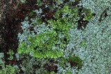 Phaeophyscia rubropulchra image