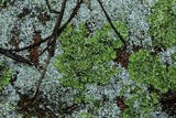 Phaeophyscia rubropulchra image
