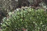 Xanthoparmelia conspersa image