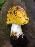 Amanita flavorubens image
