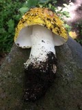 Amanita flavorubens image