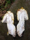 Amanita flavorubens image